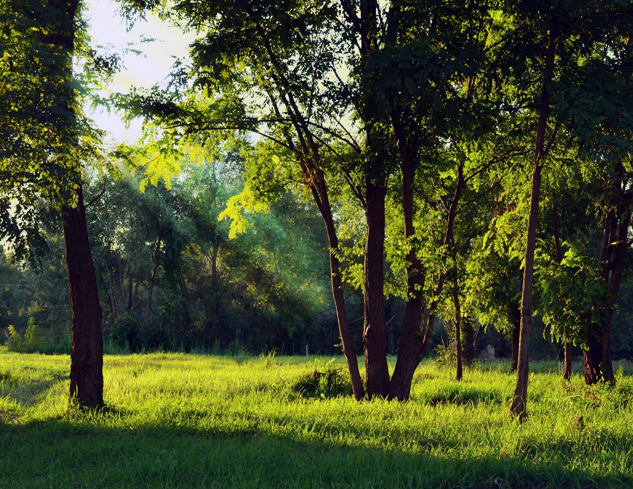 Peaceful forest scene with sunlight filtering through green trees on a tranquil morning.